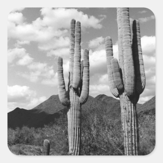 Saguaro Sentinels砂漠カスタムデカール スクエアシール (正面)