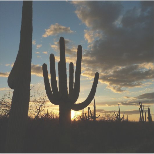 Saguaro Sunset IIアリゾナ砂漠の風景 シール (正面)