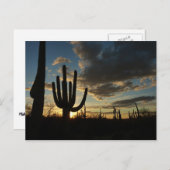 Saguaro Sunset IIアリゾナ砂漠の風景 ポストカード (正面/裏面)