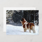 Saint Bernard snow photographic Christmas greeting シーズンポストカード (正面/裏面)