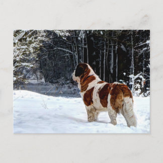 Saint Bernard snow photographic Christmas greeting シーズンポストカード