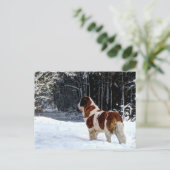 Saint Bernard snow photographic Christmas greeting シーズンポストカード (スタンド正面)