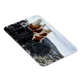 Saint Bernard snow photographic Christmas greeting マグネット (右側)