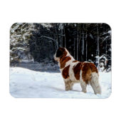 Saint Bernard snow photographic Christmas greeting マグネット (横)