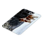 Saint Bernard snow photographic Christmas greeting マグネット (左側)