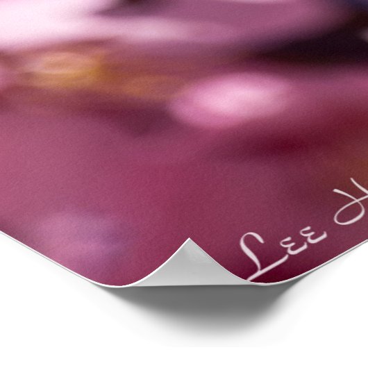 Sakura Cherry Blossoms Kissed By Sunlight ポスター (角)