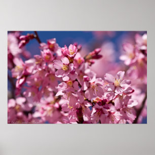 Sakura Cherry Blossoms Kissed By Sunlight ポスター