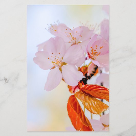 Sakura - Japanese cherry blossom チラシ (裏面)