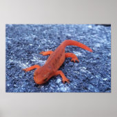 Salamander ポスター (正面)