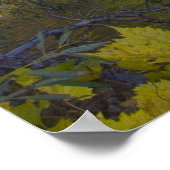 SALE写真 – Gnarled Treeプリント ポスター (角)