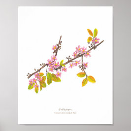 Salingogon (Cratoxylum formosum) Phフォレスト開花 ポスター