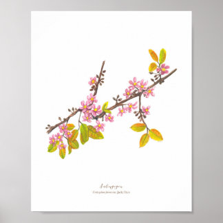 Salingogon (Cratoxylum formosum) Phフォレスト開花 ポスター