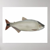 Salmón de rio ポスター (正面)