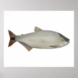 Salmón de rio ポスター