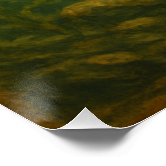 Salmon Poster ポスター (コーナー)