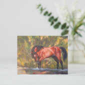 Salt川の野生の種馬のタンゴ ポストカード (スタンド正面)