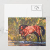 Salt川の野生の種馬のタンゴ ポストカード (正面/裏面)