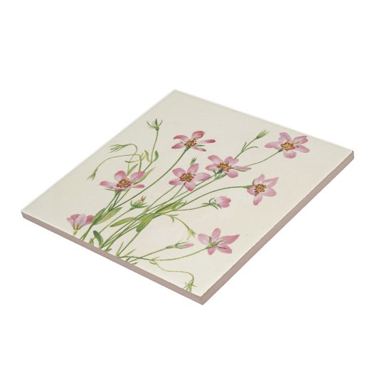 Saltmarsh Rosegentian by Mary Vaux Walcott タイル (側面)