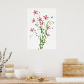 Saltmarsh Rosegentian by Mary Vaux Walcott ポスター (キッチン)