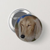 Saluki眠い犬 缶バッジ (正面&裏面)