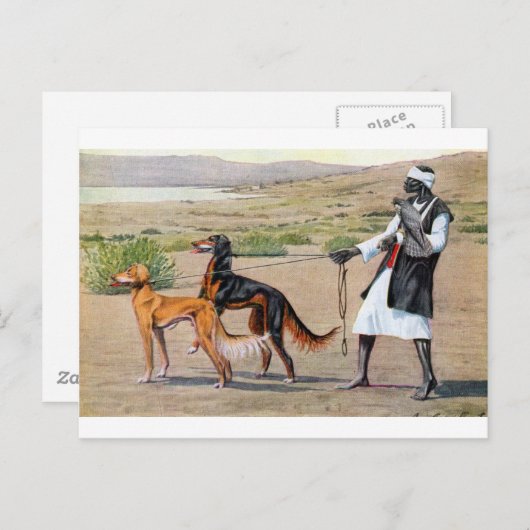 saluki ポストカード (正面/裏面)