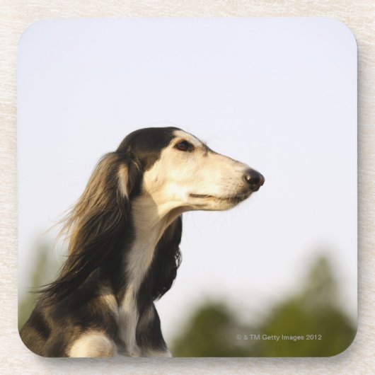 Saluki 2 コースター (正面)