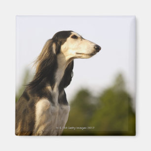 Saluki 2 マグネット