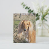 saluki.png ポストカード (スタンド正面)