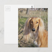 saluki.png ポストカード (正面/裏面)