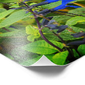 Salvia guarnitica黒と青の開花 フォトプリント            (角)