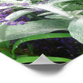 Salvia Lambs耳及びラバンダールポスター ポスター (角)