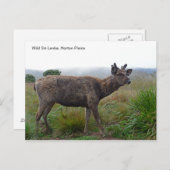 Sambar Deerを使用したカスタマイズ可能なポストカード ポストカード (正面/裏面)