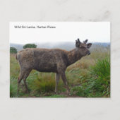 Sambar Deerを使用したカスタマイズ可能なポストカード ポストカード (正面)