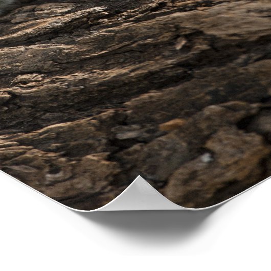 Samburu Game Reserve, Kenya, Vervet Monkey, ポスター (角)