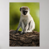 Samburu Game Reserve, Kenya, Vervet Monkey, ポスター (正面)