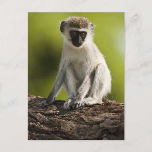 Samburu Game Reserve, Kenya, Vervet Monkey, ポストカード (正面)