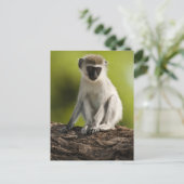 Samburu Game Reserve, Kenya, Vervet Monkey, ポストカード (スタンド正面)