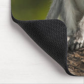 Samburu Game Reserve, Kenya, Vervet Monkey, マウスパッド (コーナー)