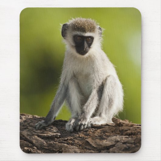 Samburu Game Reserve, Kenya, Vervet Monkey, マウスパッド (正面)