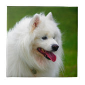 samoyedのイヌ科動物ペットの後をつけるのを見ること幸せ タイル (正面)