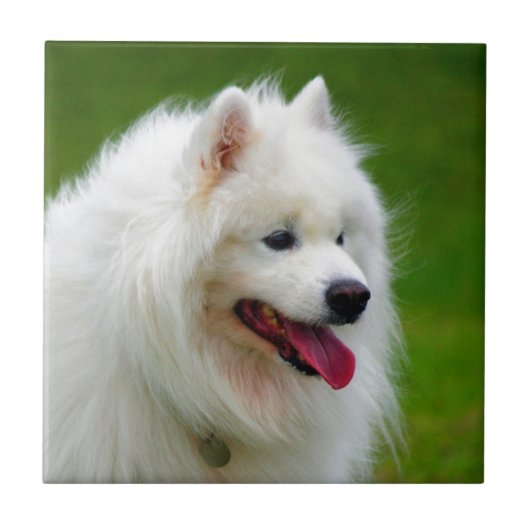 samoyedのイヌ科動物ペットの後をつけるのを見ること幸せ タイル (正面)