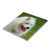 samoyedのイヌ科動物ペットの後をつけるのを見ること幸せ タイル (側面)