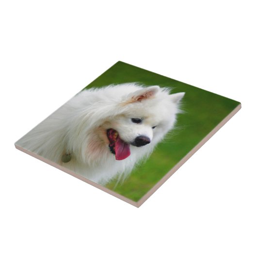 samoyedのイヌ科動物ペットの後をつけるのを見ること幸せ タイル (側面)