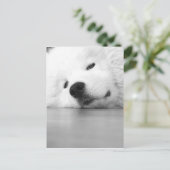 Samoyedの写真犬の白 ポストカード (スタンド正面)