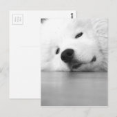 Samoyedの写真犬の白 ポストカード (正面/裏面)