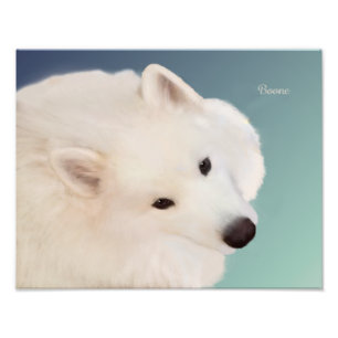Samoyedポートレート;14インチx 11インチ、Prof.Photo紙サテン フォトプリント