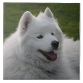 Samoyed犬のタイル タイル (正面)