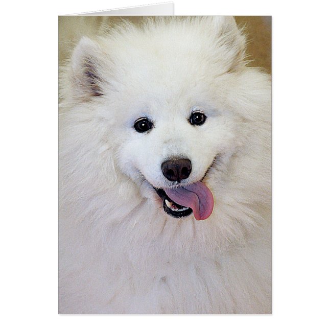 Samoyed犬の品種挨拶またはメッセージカード (正面)