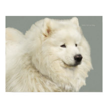 Samoyed 19インチx 13インチ、Archival Heavyweight紙