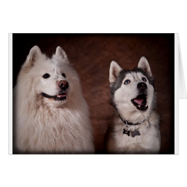 Samoyed and Husky (正面横)